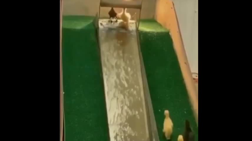 ducklings playing on the slide