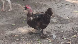 Black duck