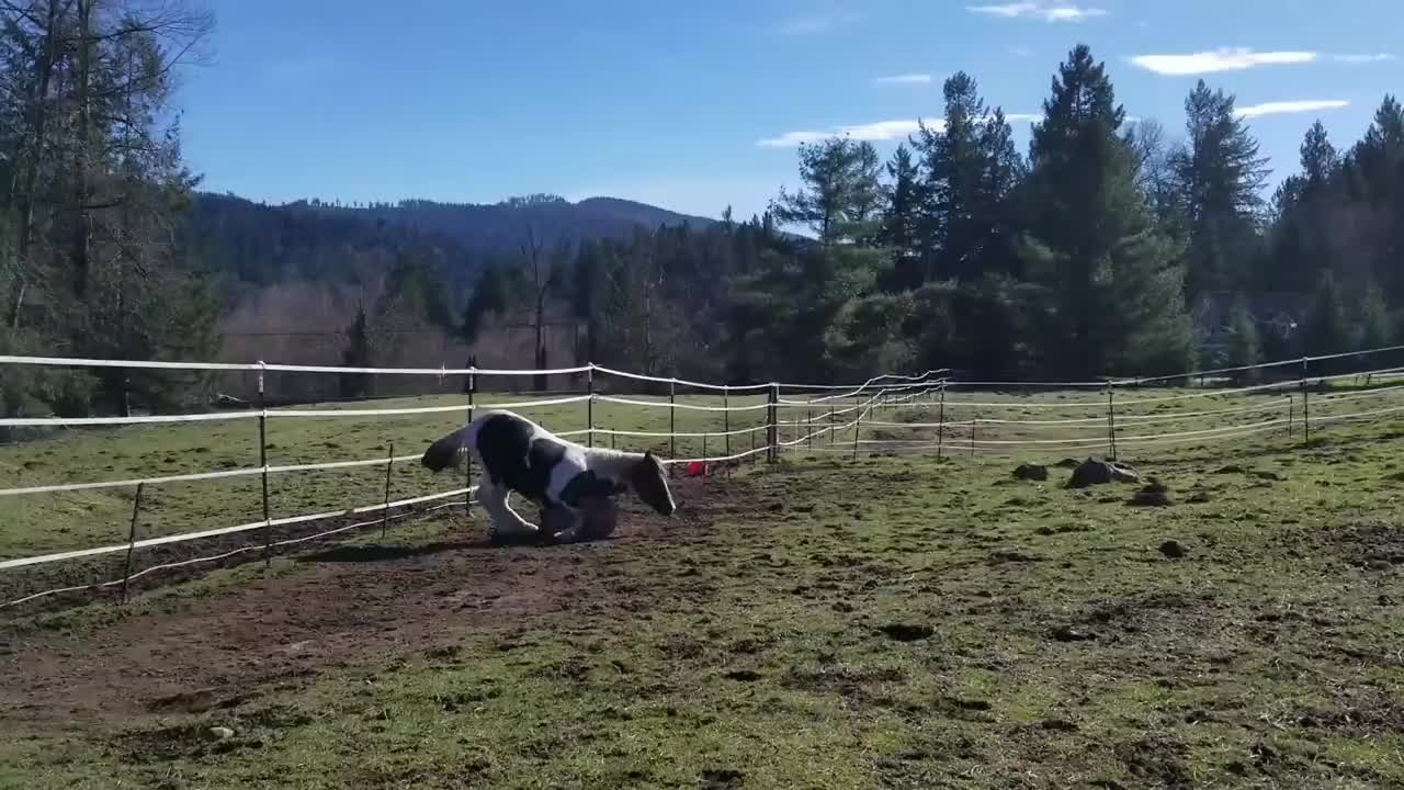 Horse has a tantrum after losing his ball