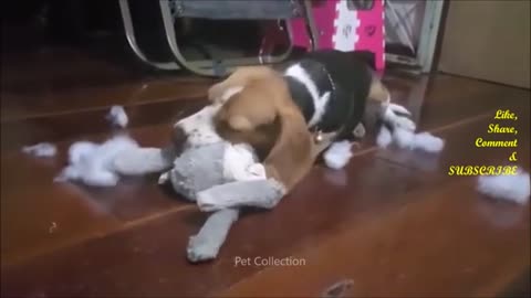 cute and funny pet vedios_funny dog