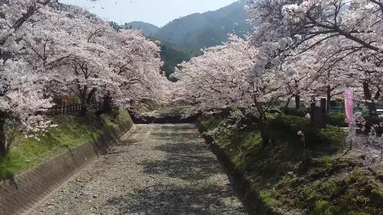 Cherry blossom leaves blown by the wind