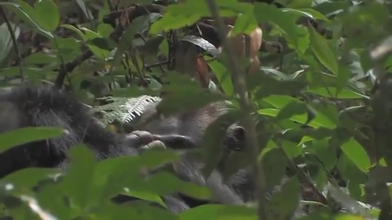 National Geographic Documentary | Mountain Gorilla | BBC Nat Geo Wild