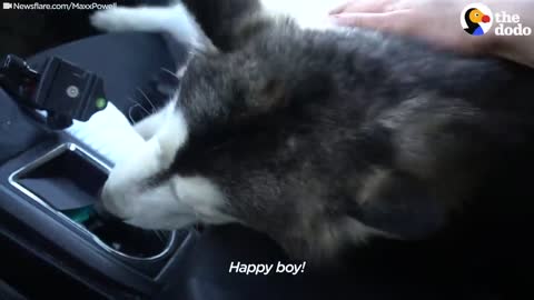 Guy Finds Lost Husky On Train Tracks | The Dodo