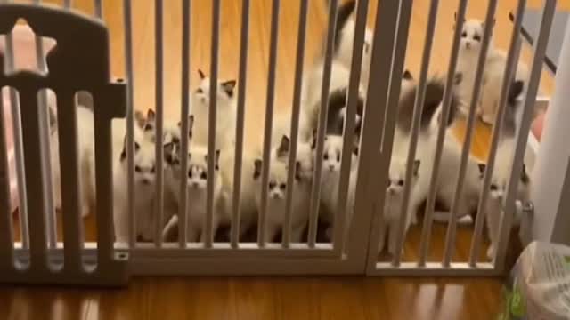 A bunch of cute cats