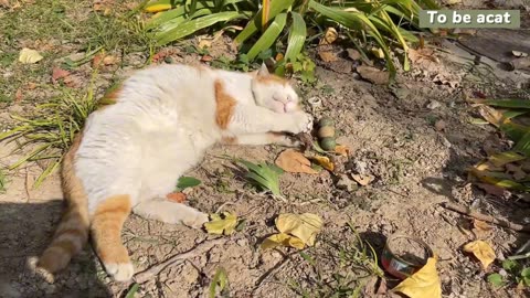 I brought actinidia polygama to the cat and the kitten loves it very much