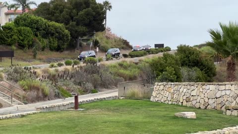 President Trump's arrival at the event in California. Look at that Motorcade