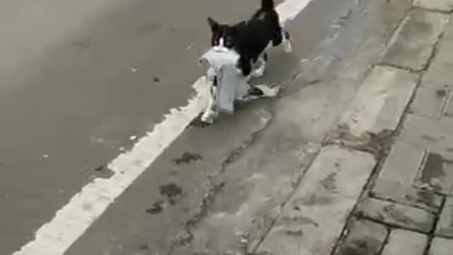 Funny Video Cat moment Part 6