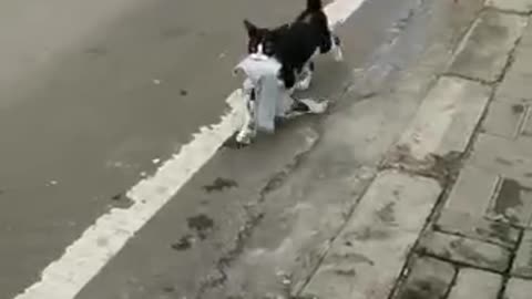 Funny Video Cat moment Part 6