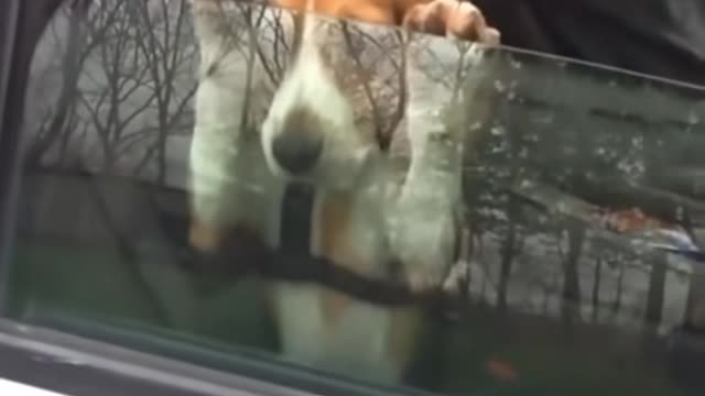 Funny Animals