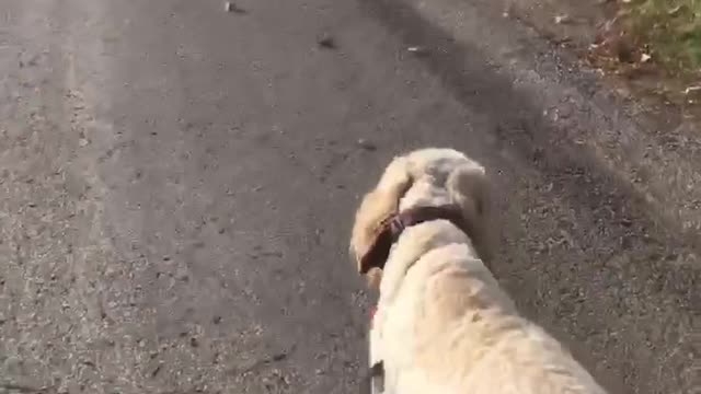 Meet Oliver, come for a virtual walk with us