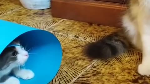 Cute Cats Playground