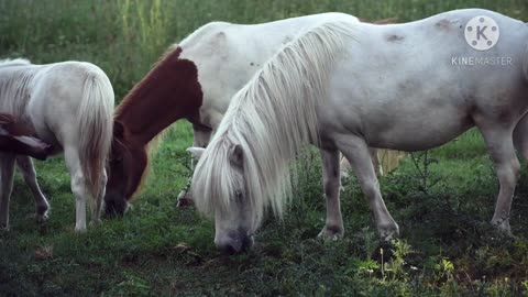 Cute Horse