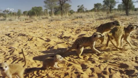 Somos documentales - Cómo los animales hablan entre ellos 15/01/2024