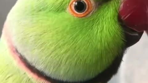 Cute parrot sound