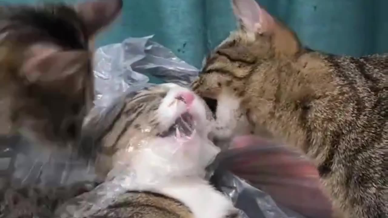 Guys, bullying is getting worse and worse, even to the cat world. 😂
