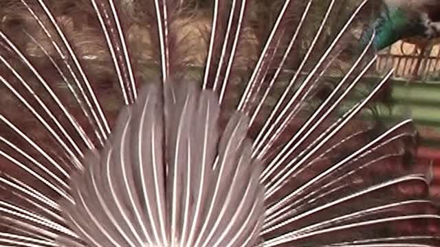 Peacock Mating Sound