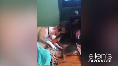 dog love to baby