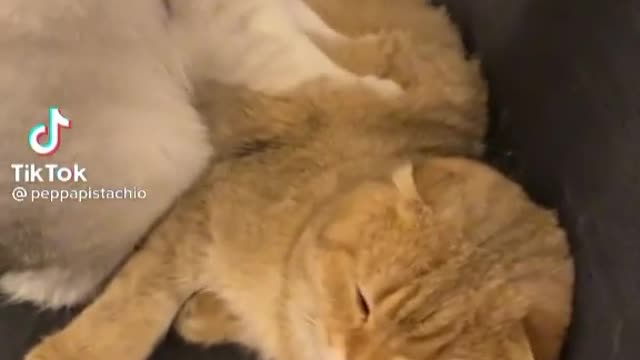 Cute cat massaging each other