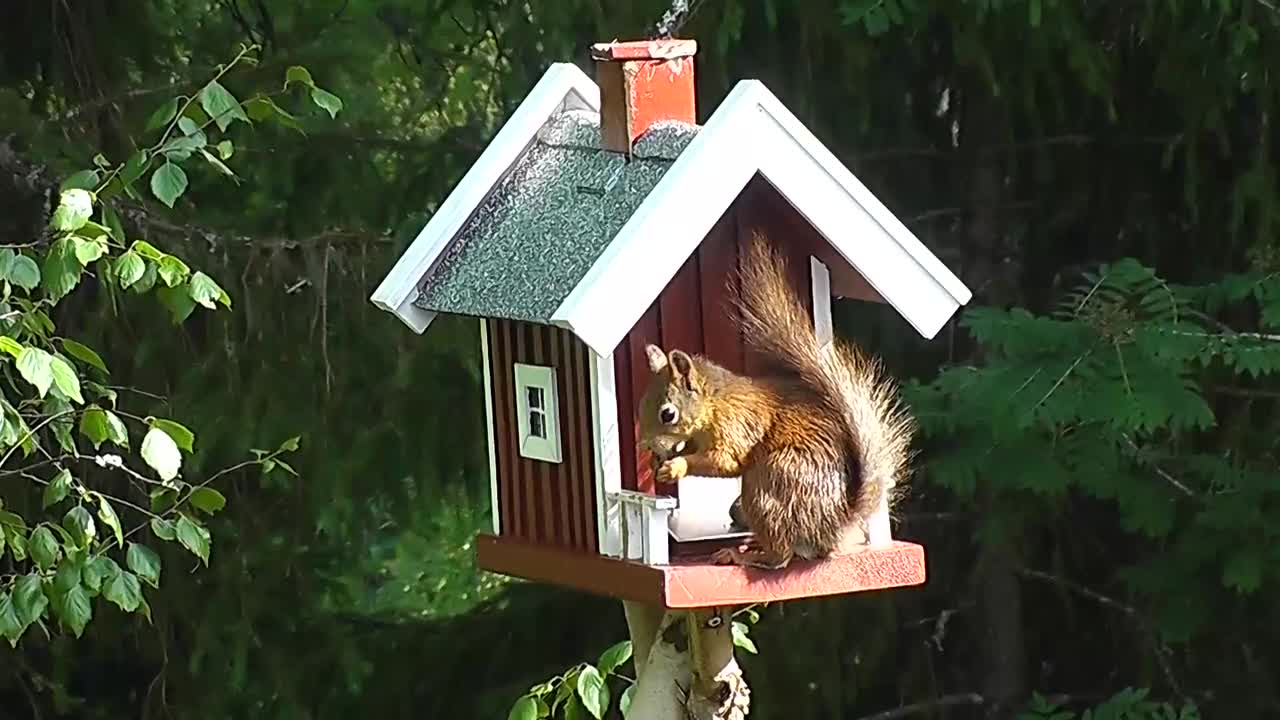 Animal world squirrel cute rodent