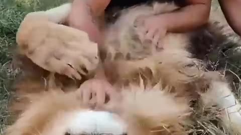 The man saved a motherless lion cub from the wilderness