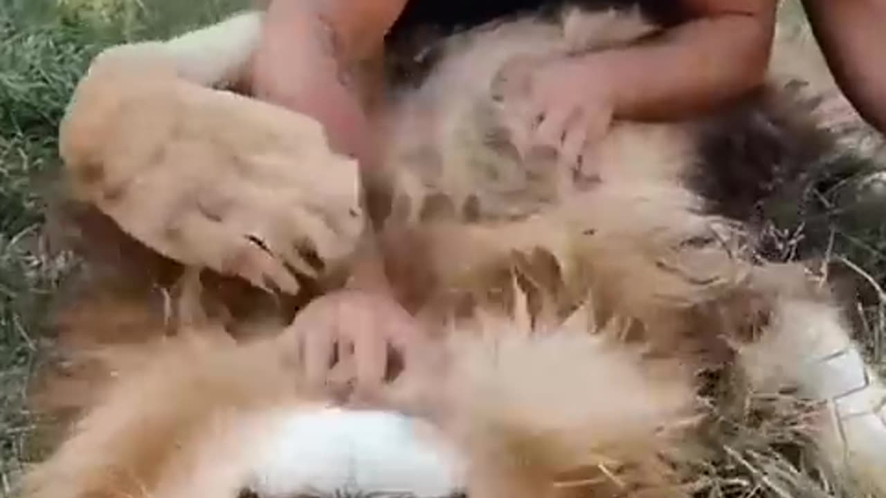 The man saved a motherless lion cub from the wilderness