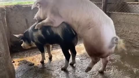 Pig mating