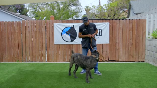 How to train your dog in Fun Way Dog training academy!