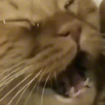 funny animal video ( part:8) funny video. funny cat and dog video.