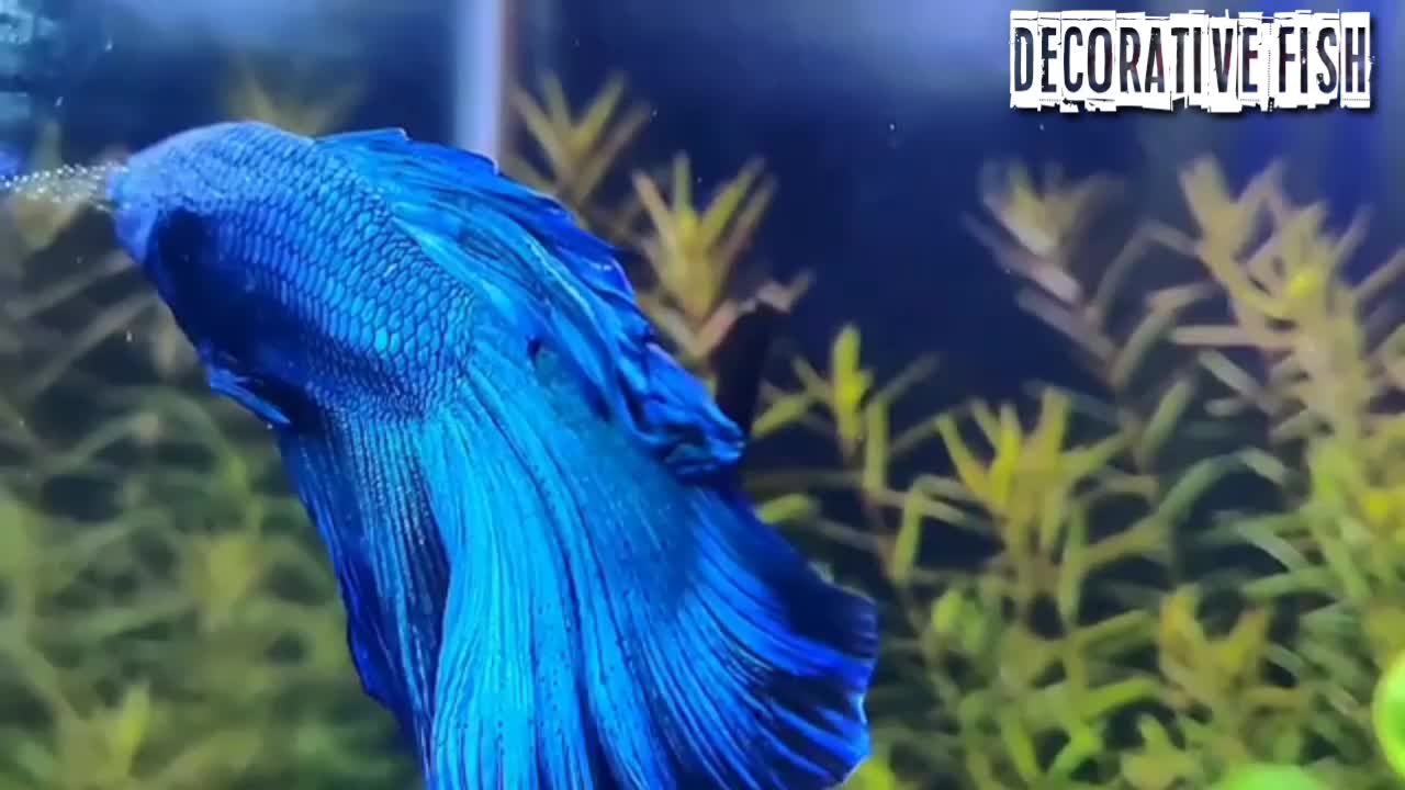 ornamental fish betta