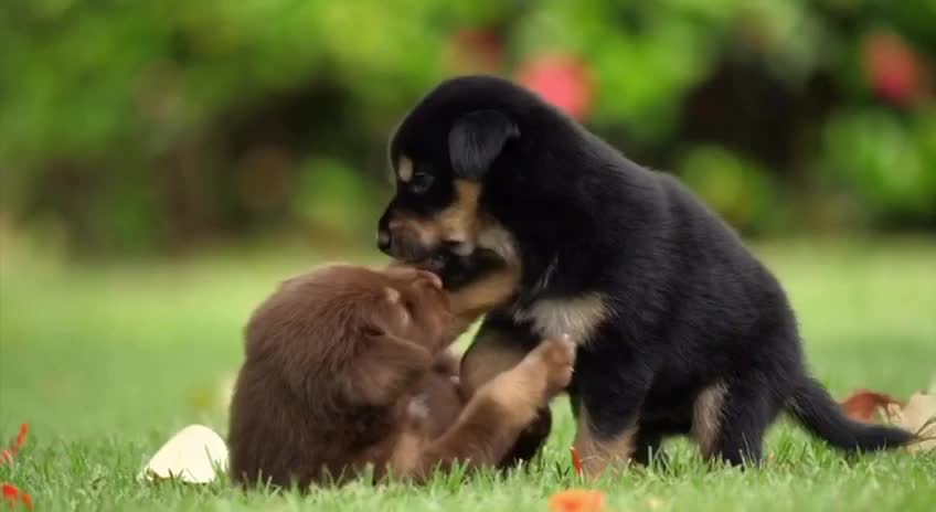 CUTE PUPPIES PLAYING IN THE GRASS!