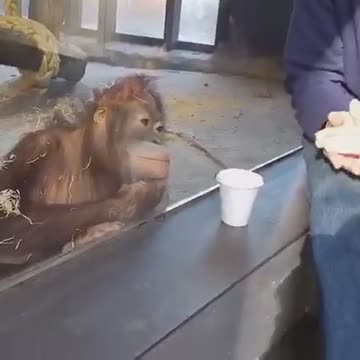 Hilarious😂😂Monkey sees Magic Trick