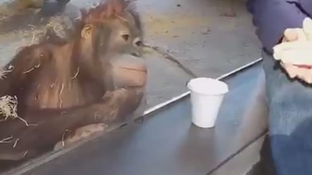 Hilarious😂😂Monkey sees Magic Trick