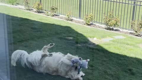 Mr. Carson the Golden Enjoys an Afternoon