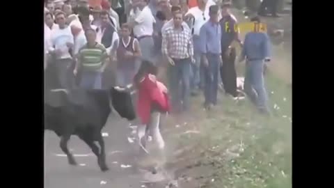 Don't mess with bulls