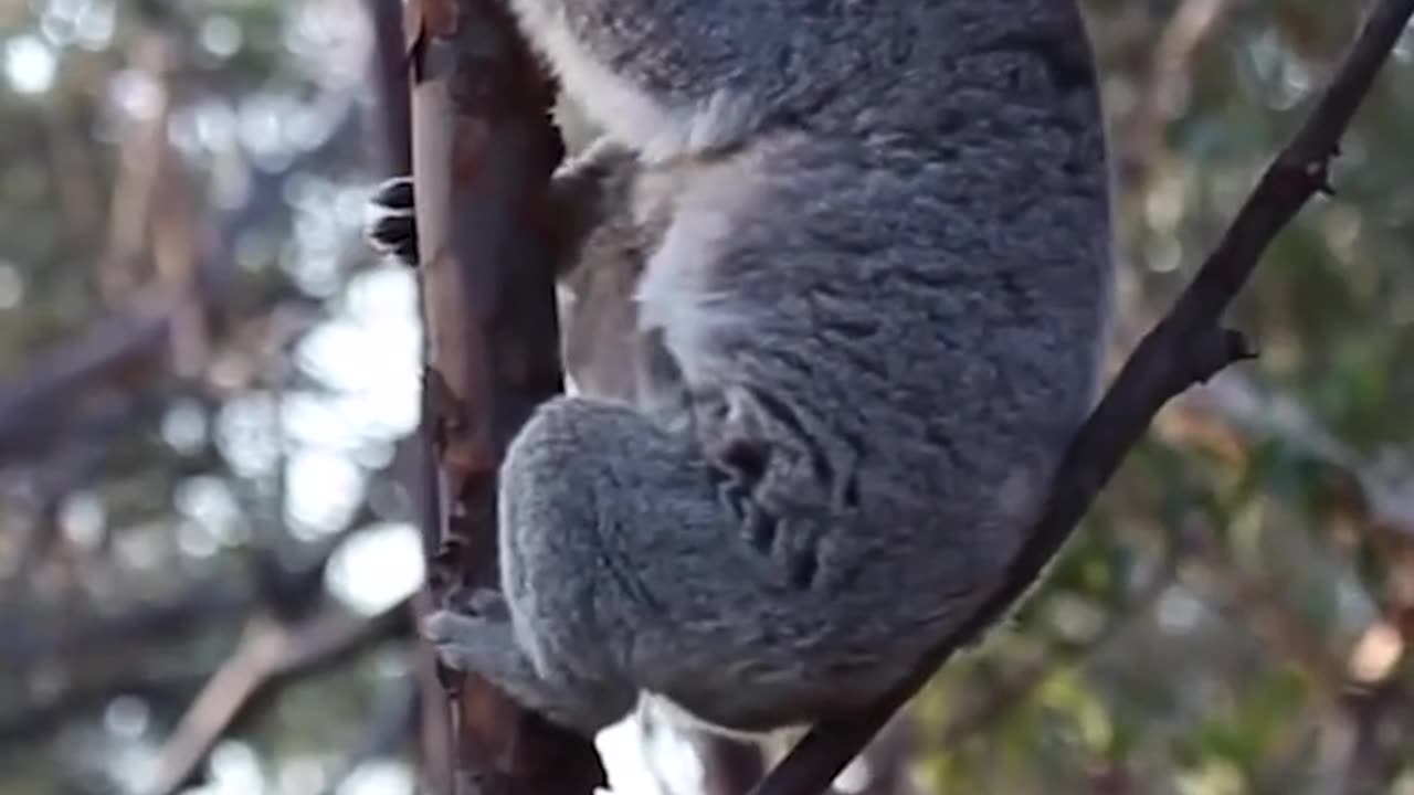 Koala world