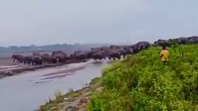 A parade of Indian Elephants 🐘🐘in the state of Assam.