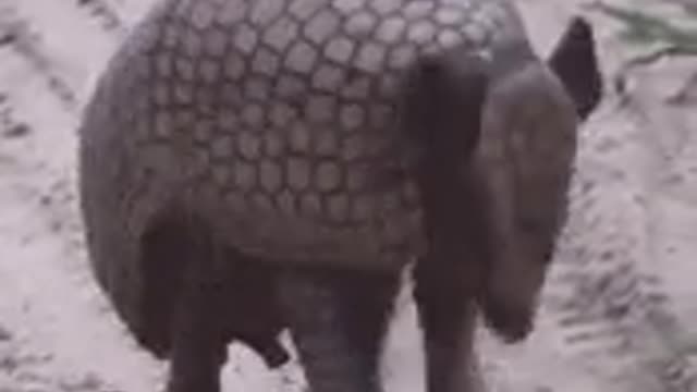 unknown creature