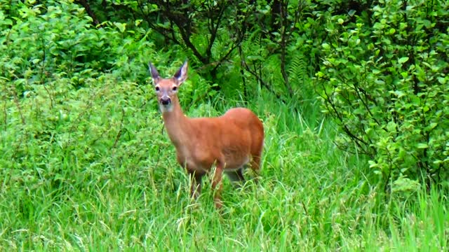 Button Buck Deer