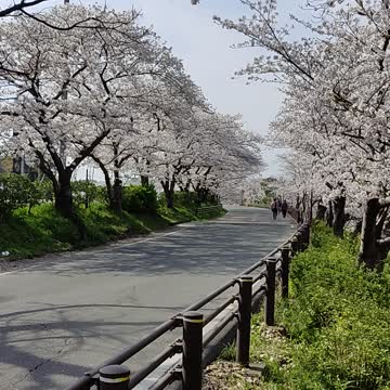 Sakura blossom in japan