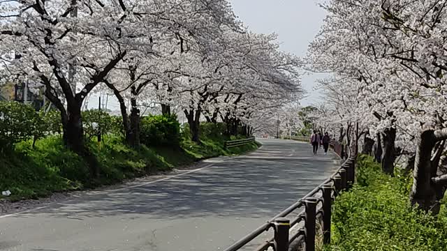 Sakura blossom in japan