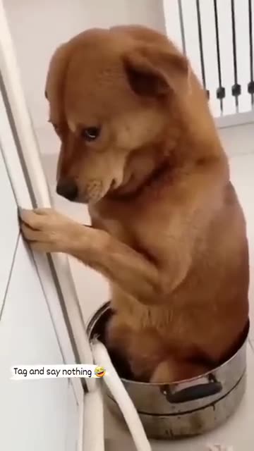 dog funny reels video 🤭Tamil funny video status 😊 trending reel video 😊 comedy status 😝