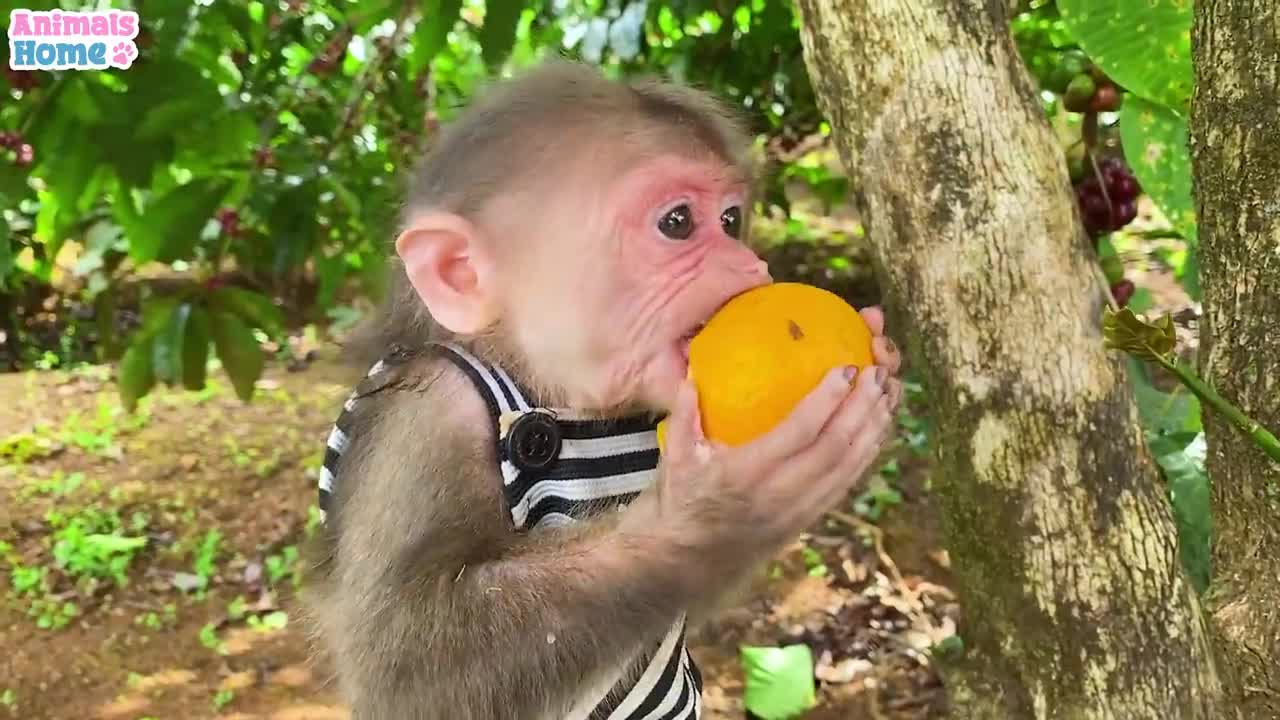 BiBi takes ducklings to pick fruits at the farm