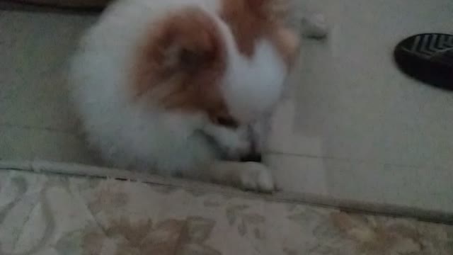 Cachorro fofinho acordando seu dono