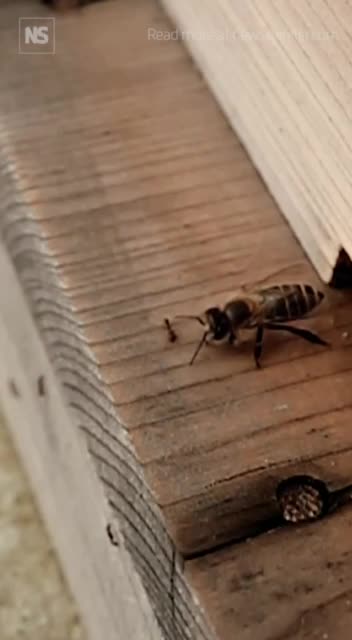 How Japanese honeybees get rid of ants trying to invade