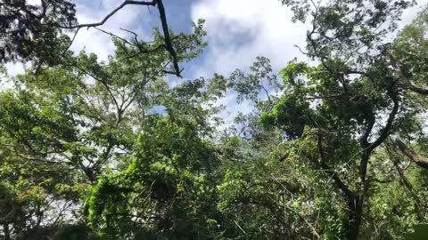 The Trail and the Sound of Birds in the Forest of Jeju Island