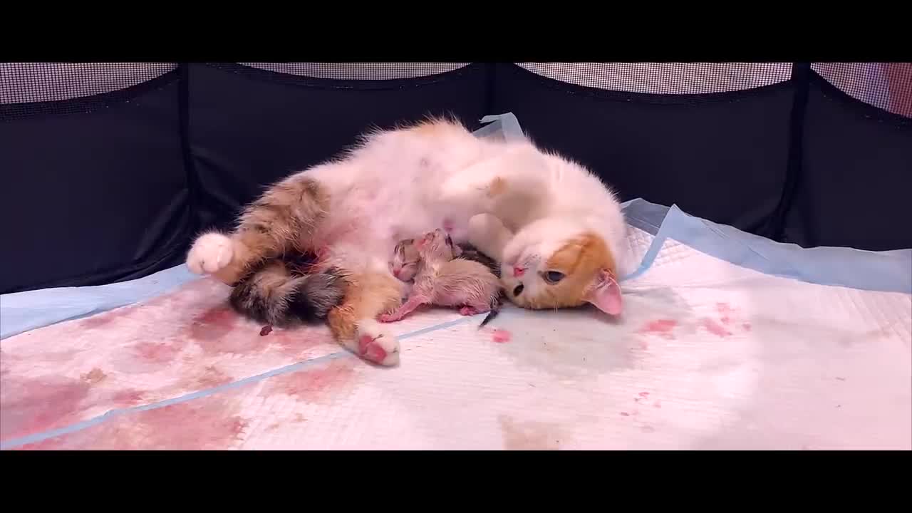 Cat Giving Birth to 5 Kittens With Complete Different Color