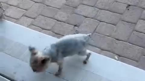 When your dog forgets how to dog