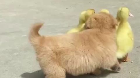 The dog can make the ducklings line up and go