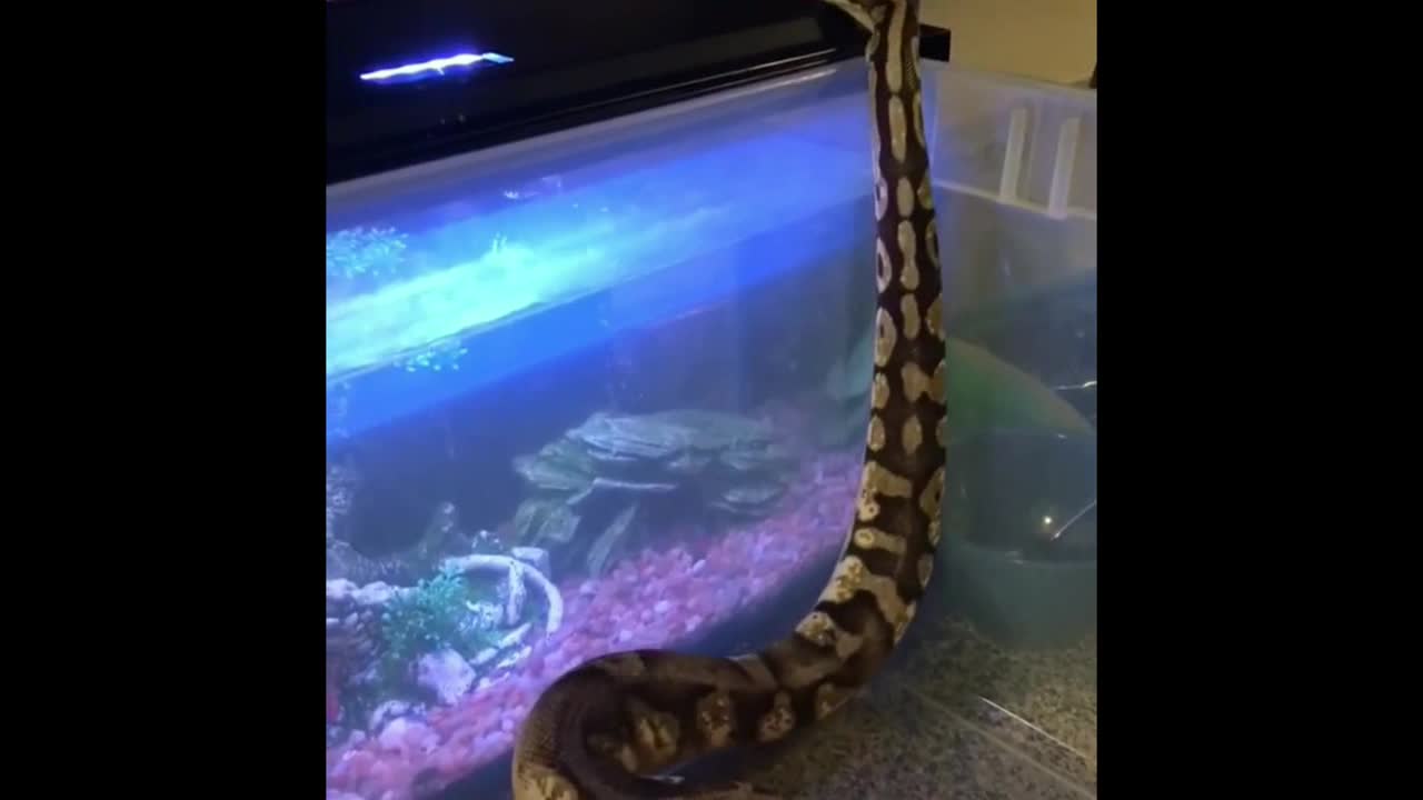 Snake walks on The Aquarium