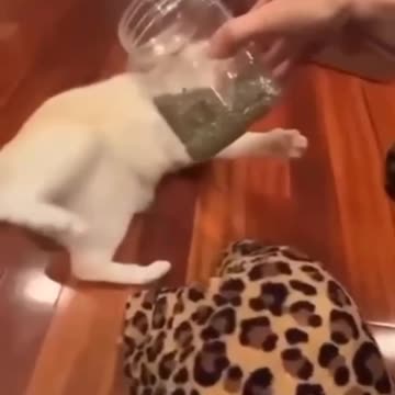 Funniest cat and dogs video | Fanny animals 2023 | Fanny cat videos |